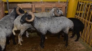 Каракульская порода овец на Всероссийской выставке овец г Элиста Каракульская порода овец на Всероссийской выставке овец г Элиста