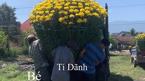 Hoa Cúc Đại Đoá Tết Khánh Hòa 2024 TAM SƯ Tí Dãnh / 2 Thọ / Bé Hàng Xuất Resort Và Cơ Quan