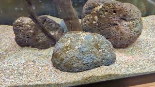 Freshwater Moray Eel (Tiger Eel) status update