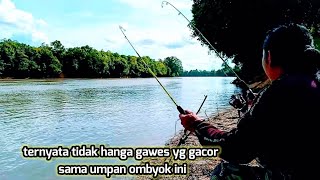 jangan salah, umpan mie dan tempe bukan hanya ikan tawes yg mau makan umpan pancing ombyok