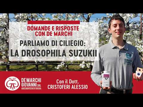 Video: Identificazione del moscerino della frutta della ciliegia: suggerimenti sul controllo della mosca della frutta della ciliegia