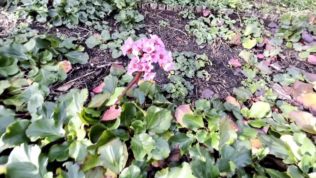 Прогулянка по ботанічному саду! Місто Харків! 2025 рік!