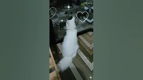 Video 1940861: kucing maine coon, mainecoon mix, male mainecoon