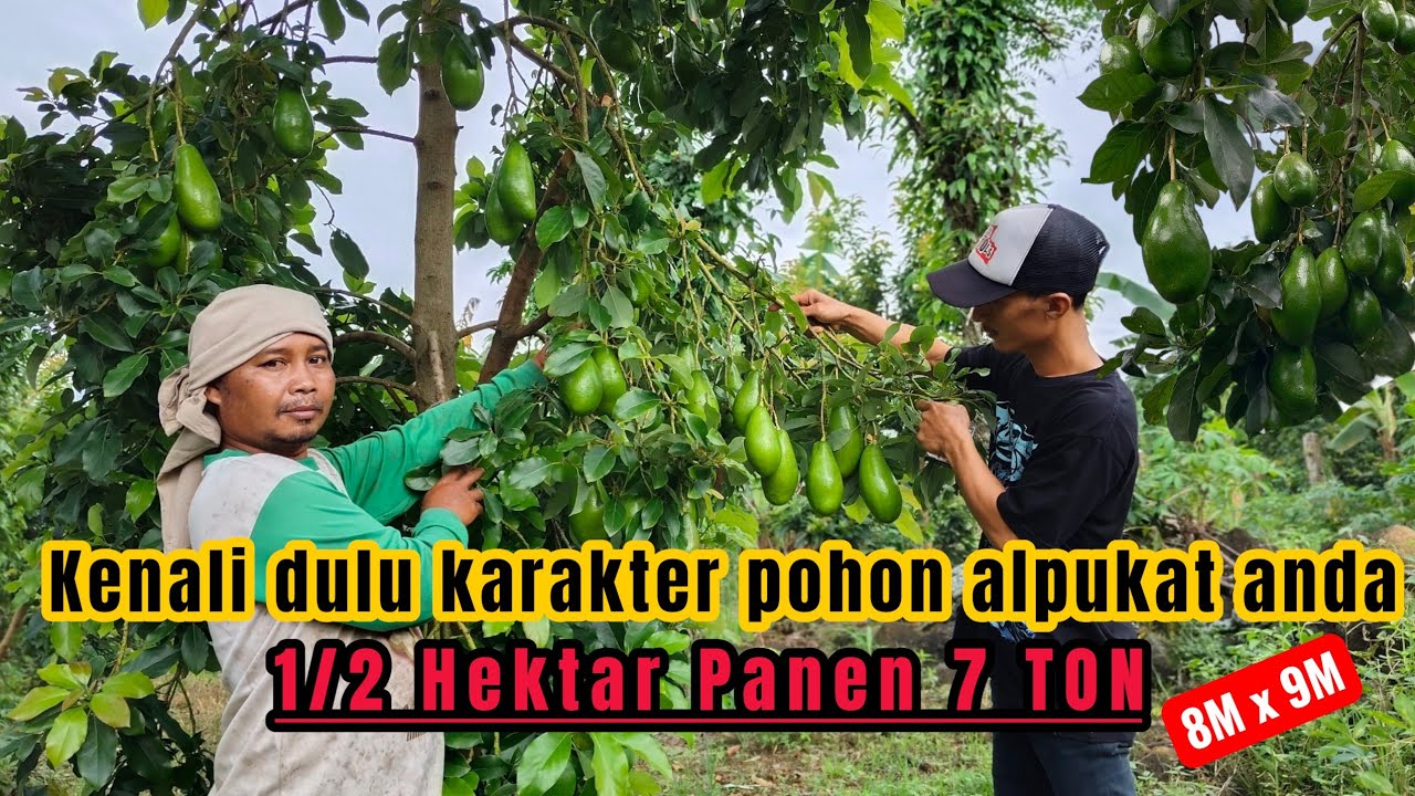 Survey kebun alpukat siger berbuah lebat | Panen 7 TON Jarak tanam 8X9 tumpang sari 