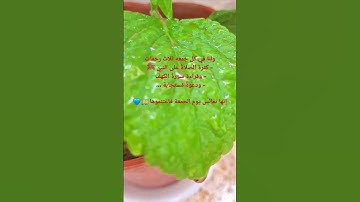 جمعة مباركة #جمعة_مباركة #صلى_الله_عليه_وسلم #سورة_الكهف #اللهم_صل_وسلم_على_نبينا_محمد #quran