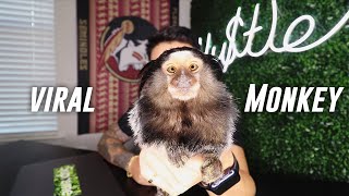 How My Monkey Went Viral On TikTok