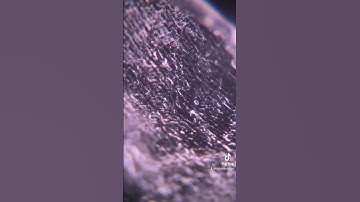 Ooh wee golly garlic is pungent! #microscope #food #garlic #mikecroscope #science #interesting