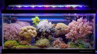 Nano Reef Tanks