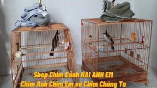 DÀN CHIM CHÀO MÀO KHỦNG. BRVT. CHIM CẢNH HAI ANH EM. HỘI CHIM CẢNH CHÂU ĐỨC. 0908073751