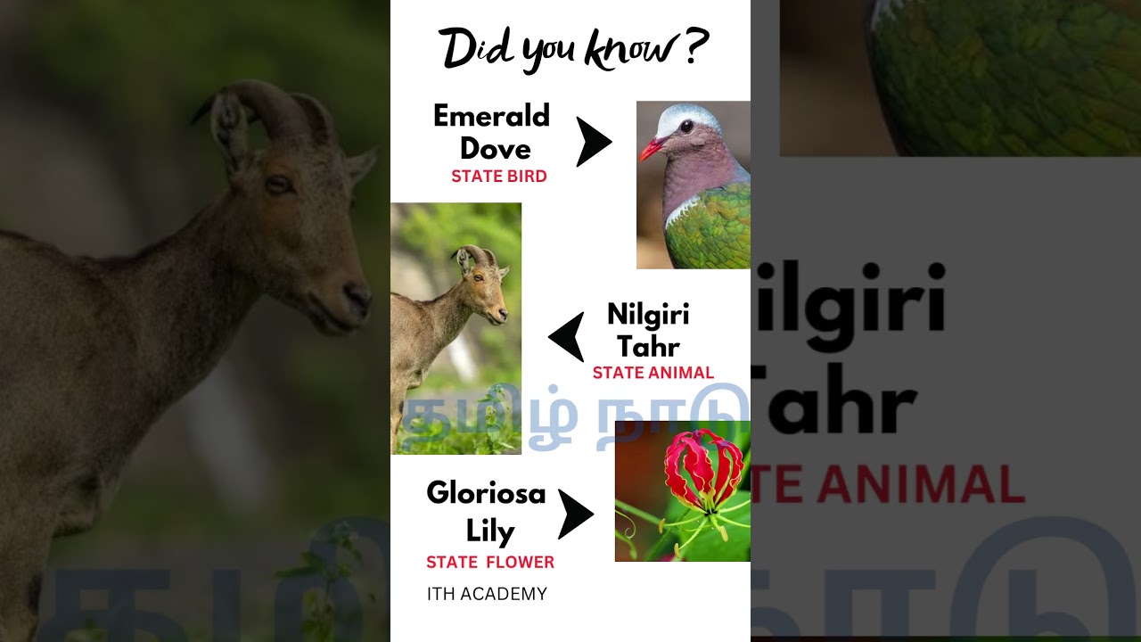 State animal, bird and flower of Tamilnadu 