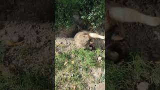 Потеплеееело #славянскаяua #бабьелето #кот #котики
