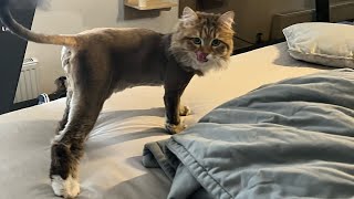 Saaja At The Groomer