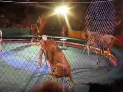 Случай в кисловодском цирке. Кисловодский цирк подрались тигрицы. Лев напал на дрессировщика в кисловодске видео. Лев напал на человека в цирке. Лев напал на дрессировщика.