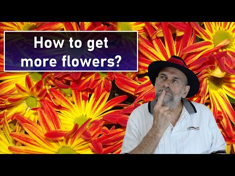 Video: Reblooming Plant Info - Leer over bloemen die meer dan één keer bloeien