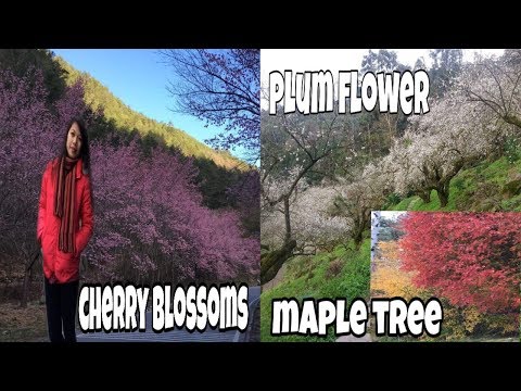cherry-blossoms-|-plum-garden-|-maple-trees-in-taiwan