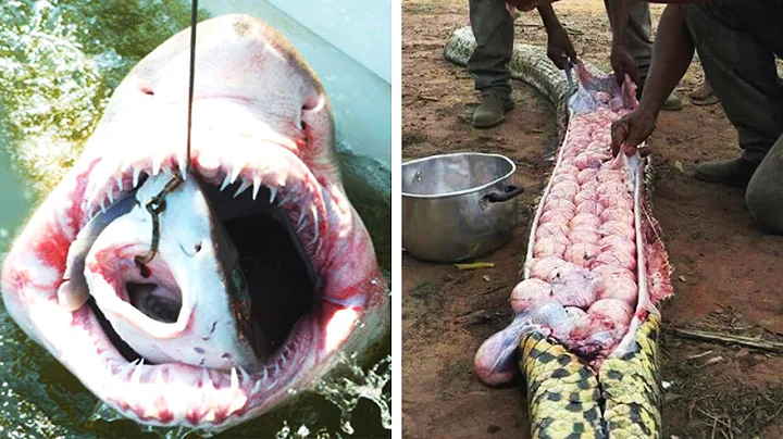 10 Strange Things Found Inside Animals