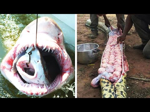 Видео: Кожни състояния при боксьорски кучета