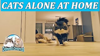 Cats left home alone  what will they do?