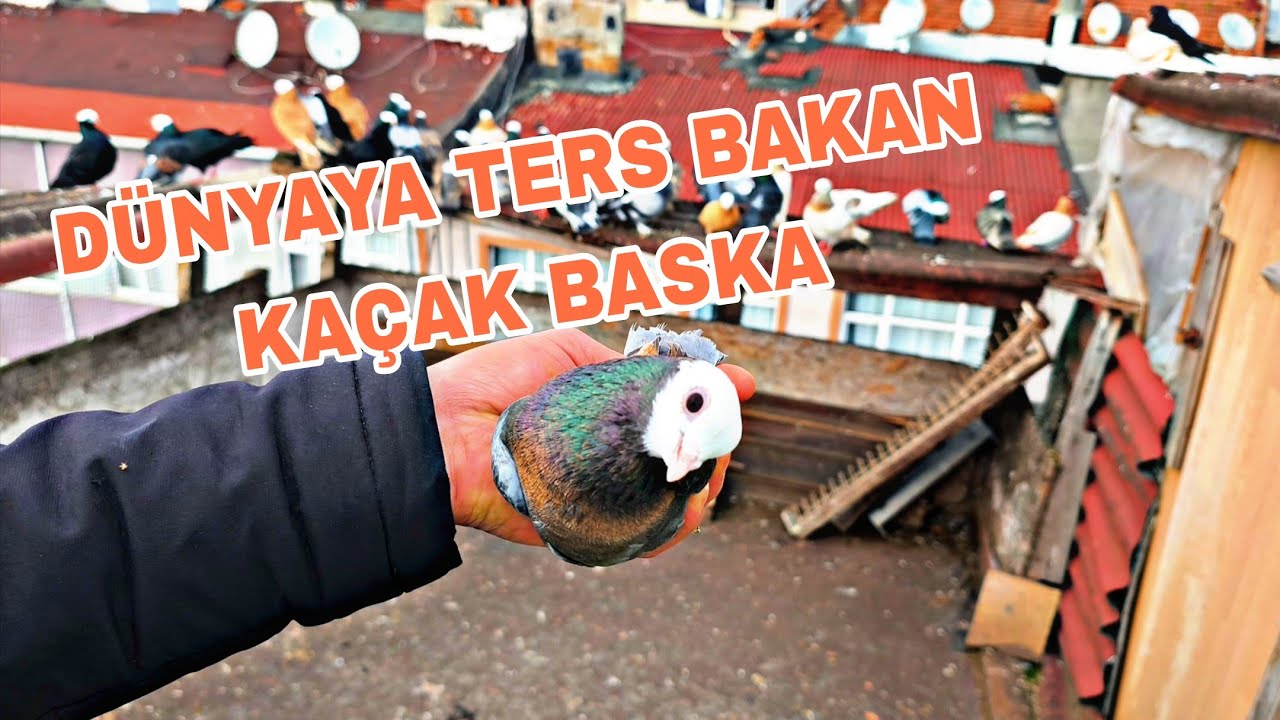 DÜYAYA TERS BAKAN KAÇAK BASKA KUŞTAKİ GÜZELİK AKLİMİ BAŞİMDAN ALDİ