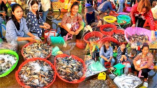Fish Market Near Dawn in Cambodian. Freshwater Shrimp, Lobster, Fish, Crab l Cambodian Fish Market