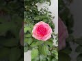 #6月のバラ #バラ #薔薇 #rose #さいたま市緑区 2026. 6.19