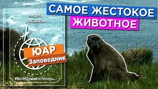 Жертвует детьми ради стаи. Заповедник. ЮАР