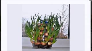 Recycled Bottle Onion Grower Produces Like Wildfire