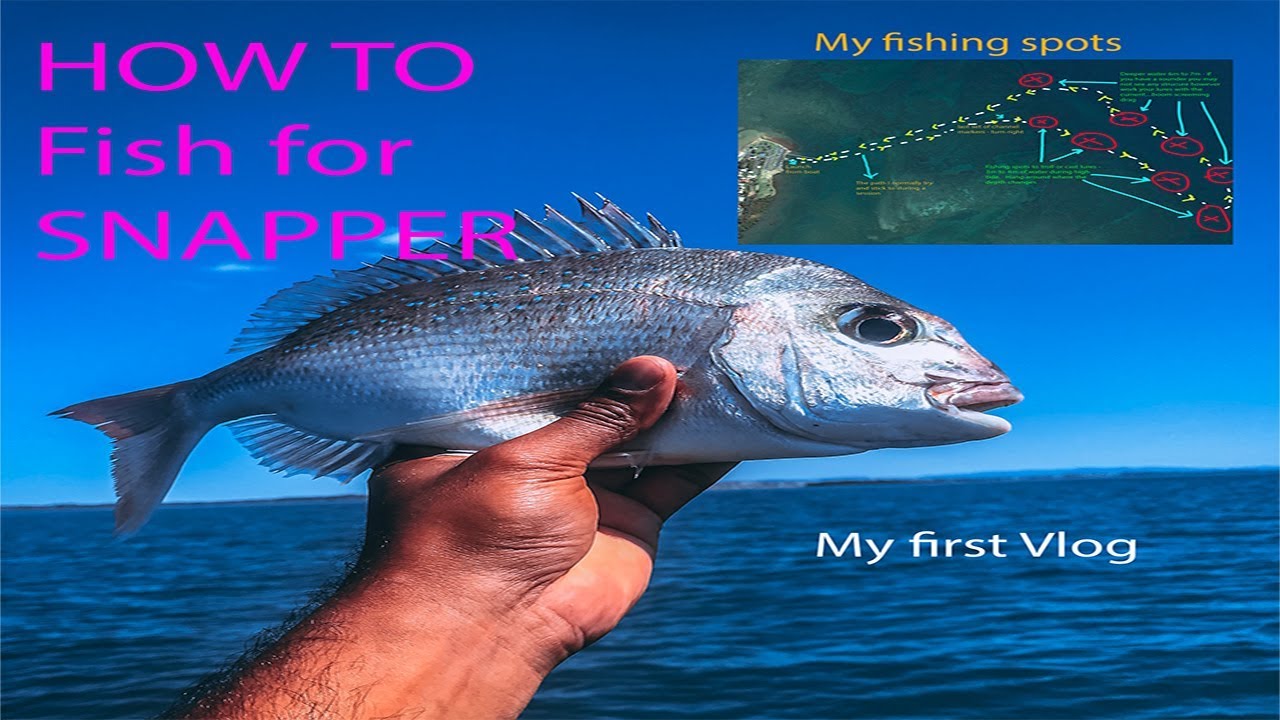 How to fish for Snapper from a Kayak Brisbane fishing spots My