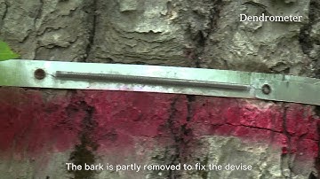 Dendrometer