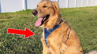 3 Best Harnesses For Golden Retrievers