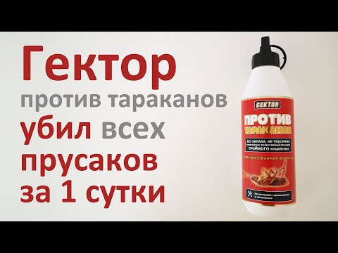 Гектор от тараканов: испытываем порошок на прусаках