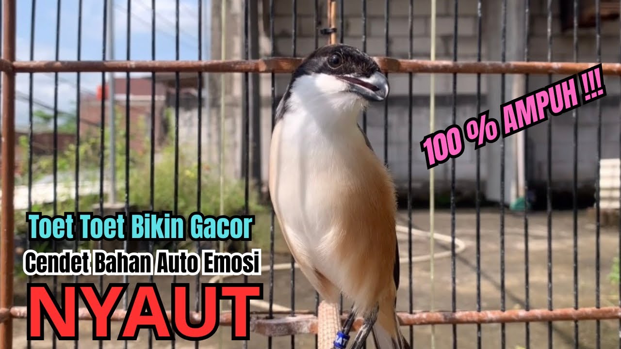 burung cendet gacor JITU BONGKAR FULL MATERI PANCINGAN CENDET AGAR BUNYI,, bikin BURUNG PENTET GACOR