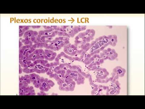 Vídeo: Los Genes Del Plexo Coroideo Para La Producción De LCR Y La Homeostasis Cerebral Están Alterados En La Enfermedad De Alzheimer