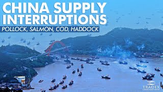 3MMI - China Supply Interruptions; Pollock, Salmon, Cod, Haddock; Buy Recommendations