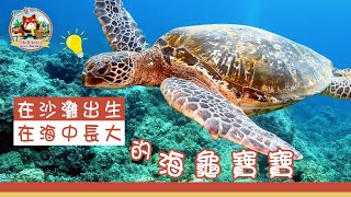 【「自然‧玩！」系列  ︰《綠海龜篇》第一集】