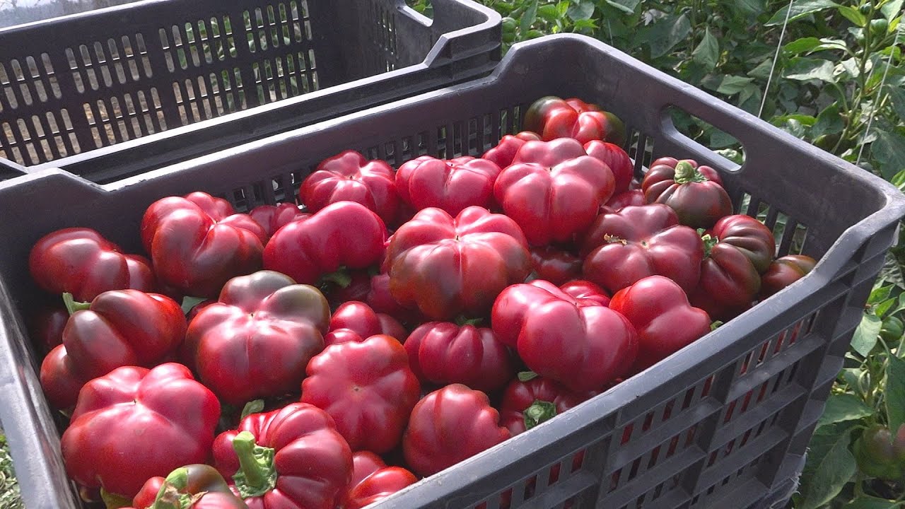 Megéri termelni: pritaminpaprikát nevelnek Mitlasóczkiék