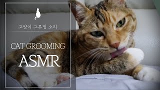 [ASMR] 고양이 그루밍 ASMR l cat grooming asmr