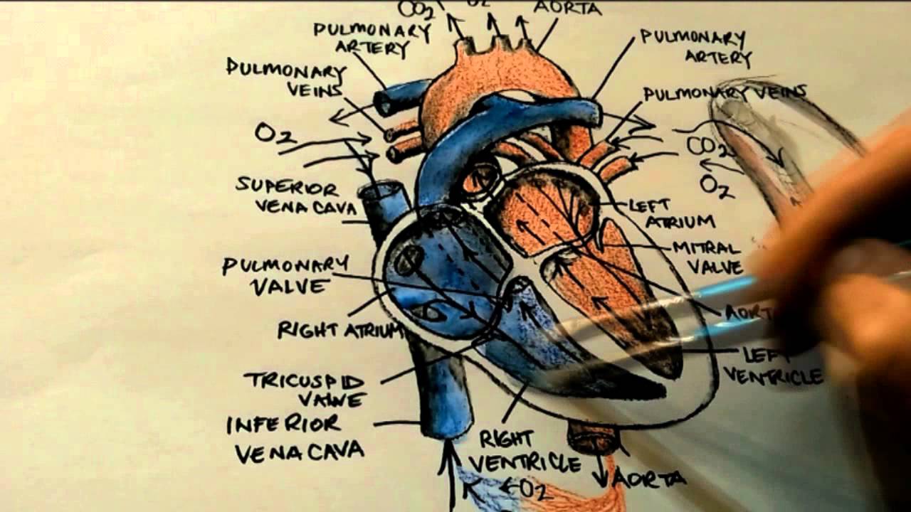 Blood Flow Heart Anatomy and Physiology Atrial Septal Defect - YouTube