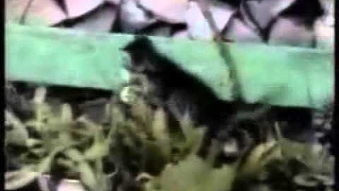 Best Funny Clip Ever from www metacafe com