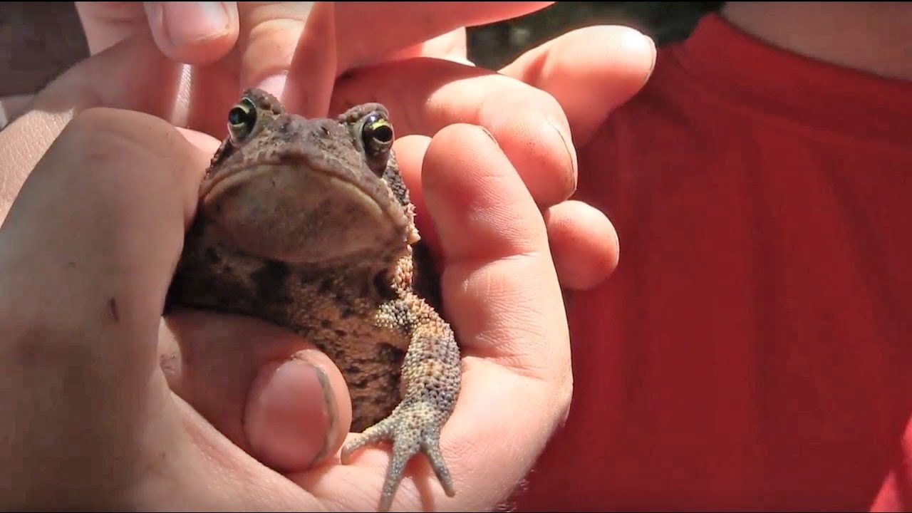 2017 Wild Earth Art Camp - YouTube