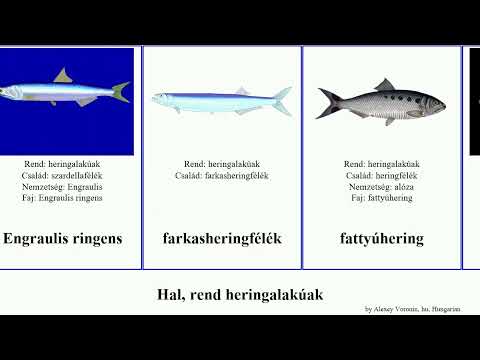 Video: Abrau kilka - what kind of fish is this?