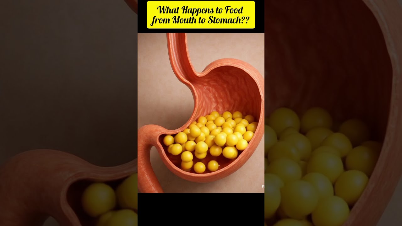  What Happens To Food From Mouth Stomach 3D Digestive Journey