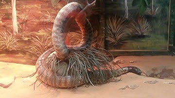 Black Headed Python | Snake Ranch Australia | Largest Snake Park in Australia