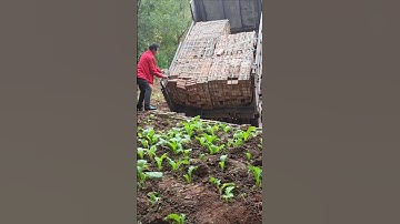 Construction red brick unloading process