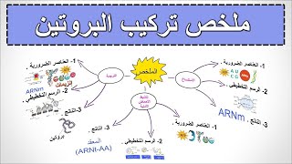 ملخص الوحدة 1 : تركيب البروتين 🎯 .