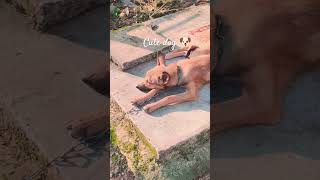 cute dog 🐶#youtubeshorts #shorts #trending #with cute Shanaya vlog 😊