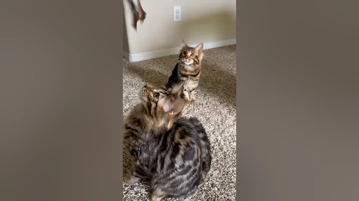 Video 5517141: born bengal, bengal boy