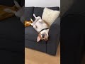 Dog Does The Funniest Flip Ever!