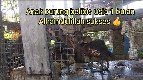 Anak burung belibis usia 1 bulan yang sangat lucu