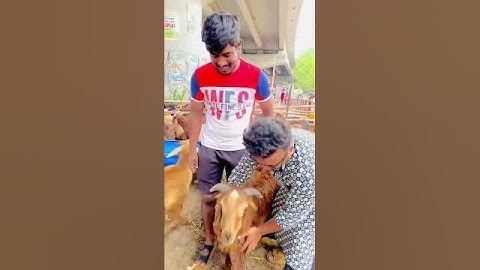Eid Mubarak 🐏🐑🌙 #youtube #eid #explorepage #youtubeshorts
